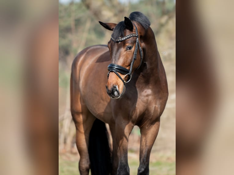 Oldenburg Gelding 4 years 17 hh Bay-Dark in Peer