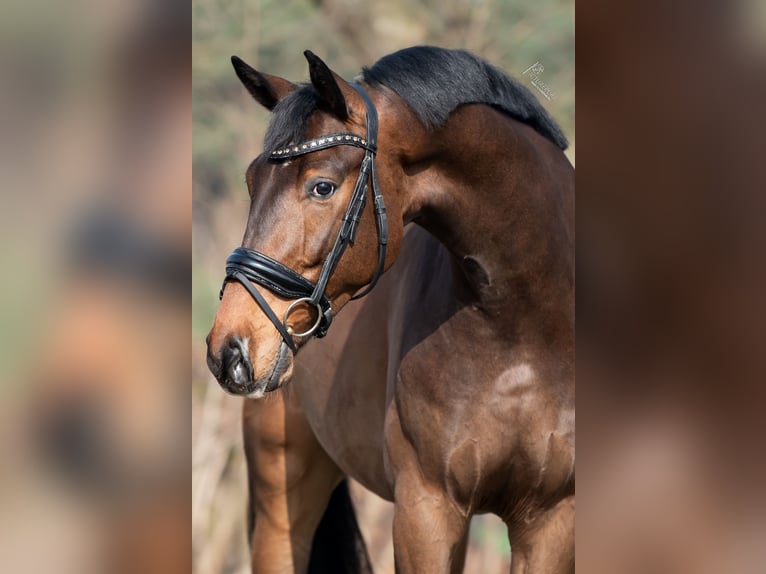 Oldenburg Gelding 4 years 17 hh Bay-Dark in Peer