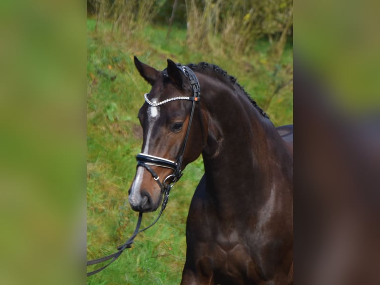 Oldenburg Gelding 4 years 17 hh Bay-Dark in F&#xFC;rstenau