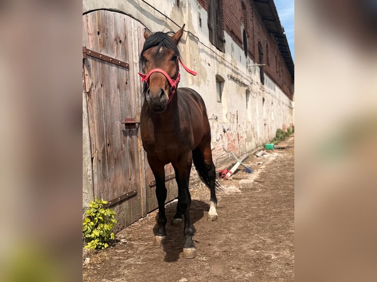 Oldenburg Gelding 4 years 17 hh Bay-Dark in &#x17C;elazo