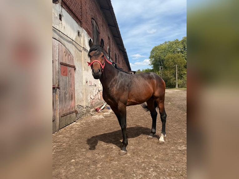 Oldenburg Gelding 4 years 17 hh Bay-Dark in &#x17C;elazo