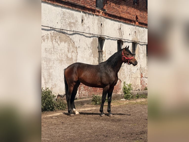 Oldenburg Gelding 4 years 17 hh Bay-Dark in &#x17C;elazo