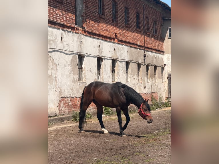 Oldenburg Gelding 4 years 17 hh Bay-Dark in &#x17C;elazo
