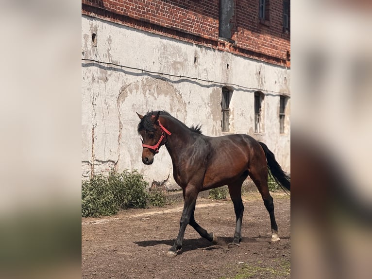 Oldenburg Gelding 4 years 17 hh Bay-Dark in &#x17C;elazo