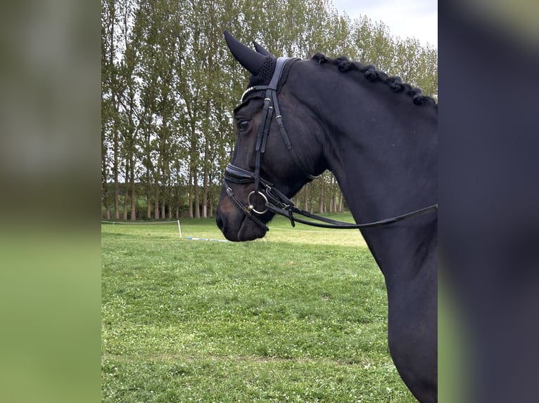 Oldenburg Gelding 4 years 17 hh Black in Hohen Wieschendorf