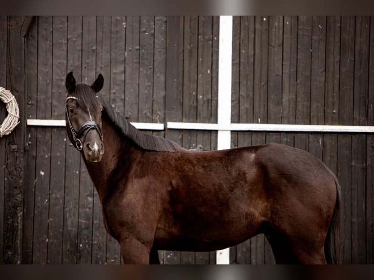 Oldenburg Gelding 4 years 17 hh Black in Coesfeld