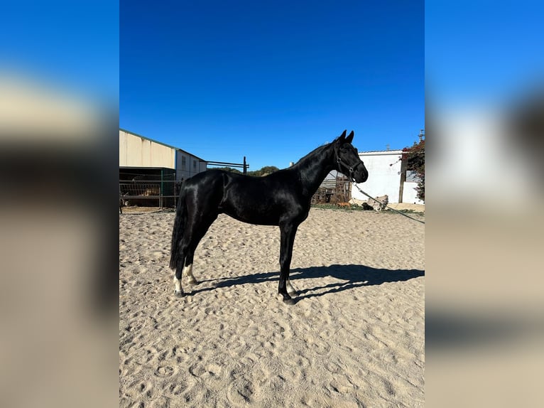 Oldenburg Gelding 4 years 17 hh Black in Olfen