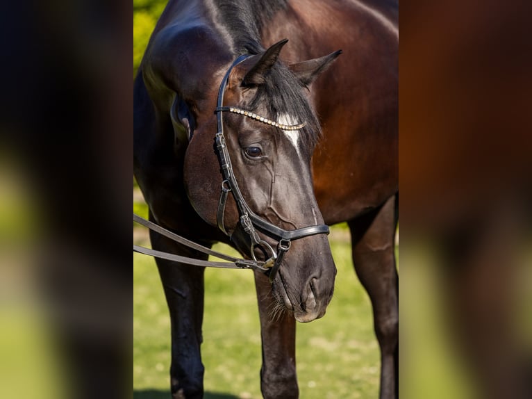 Oldenburg Gelding 4 years 17 hh Black in Rheinbach