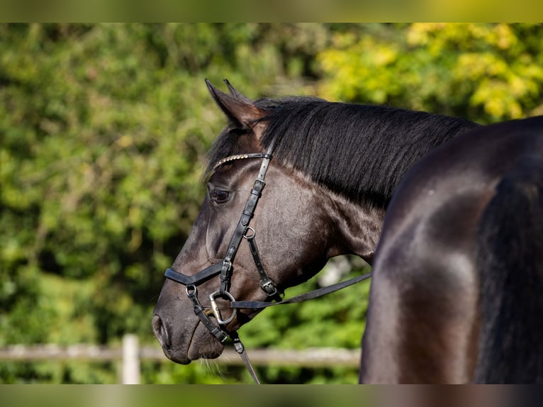 Oldenburg Gelding 4 years 17 hh Black in Rheinbach