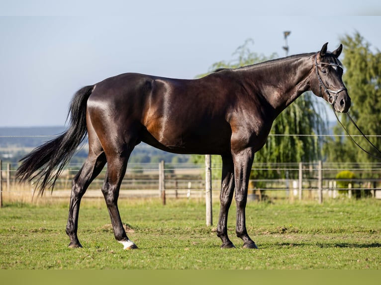 Oldenburg Gelding 4 years 17 hh Black in Rheinbach