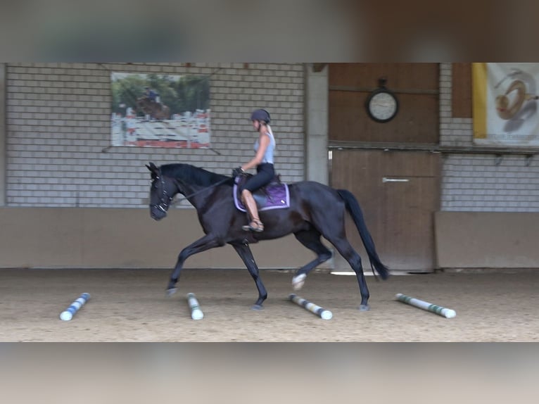 Oldenburg Gelding 4 years 17 hh Black in Rheinbach