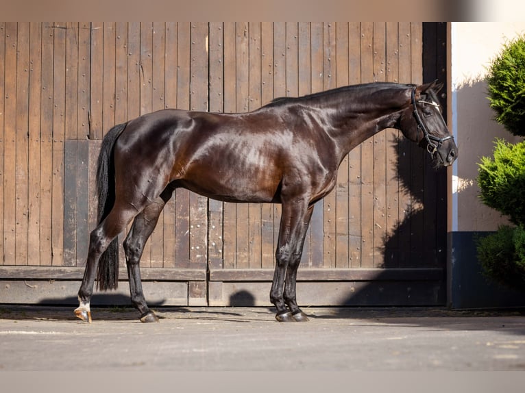 Oldenburg Gelding 4 years 17 hh Black in Rheinbach