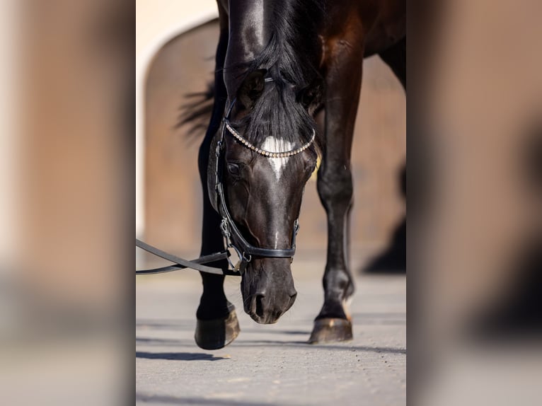 Oldenburg Gelding 4 years 17 hh Black in Rheinbach