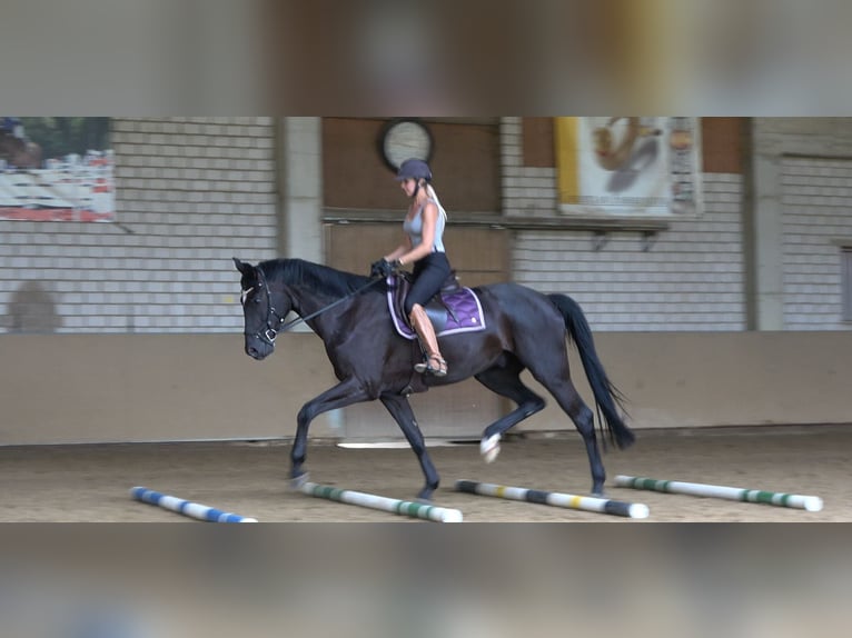 Oldenburg Gelding 4 years 17 hh Black in Rheinbach