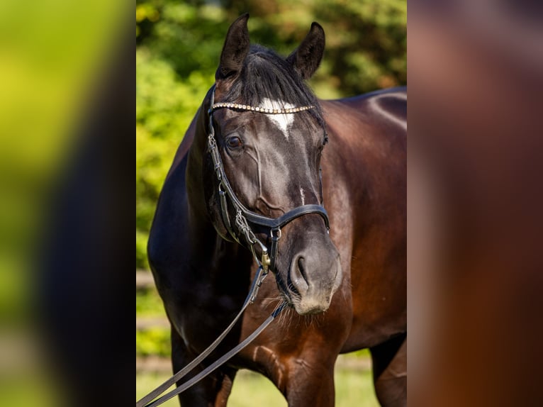 Oldenburg Gelding 4 years 17 hh Black in Rheinbach