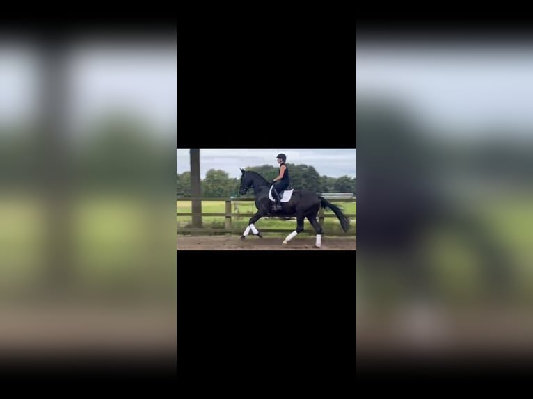 Oldenburg Gelding 4 years 17 hh Black in Löningen