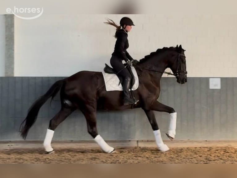 Oldenburg Gelding 4 years 17 hh Black in Tiddische