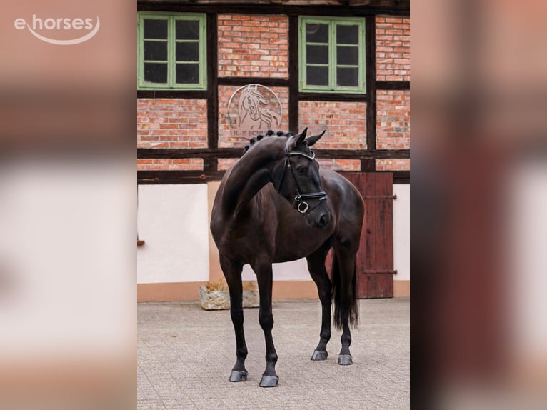 Oldenburg Gelding 4 years 17 hh Black in Tiddische