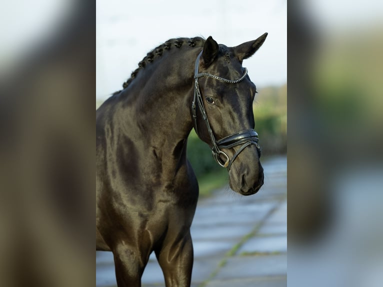 Oldenburg Gelding 4 years 17 hh Black in Weert