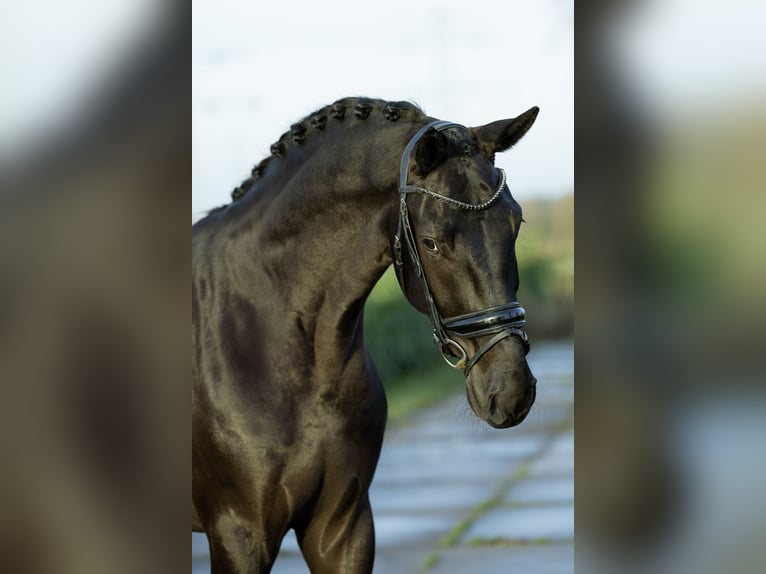 Oldenburg Gelding 4 years 17 hh Black in Weert