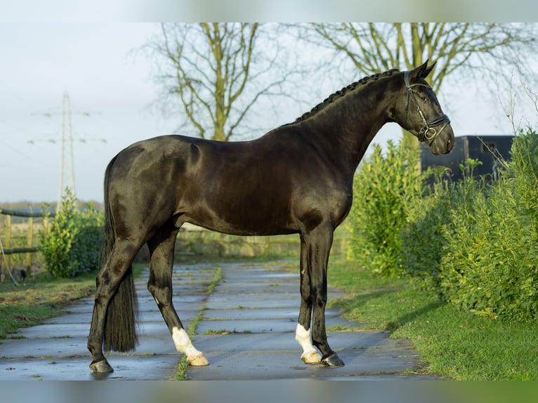 Oldenburg Gelding 4 years 17 hh Black in Weert