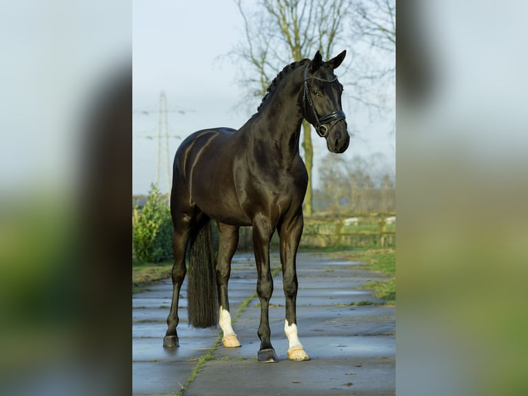 Oldenburg Gelding 4 years 17 hh Black in Weert