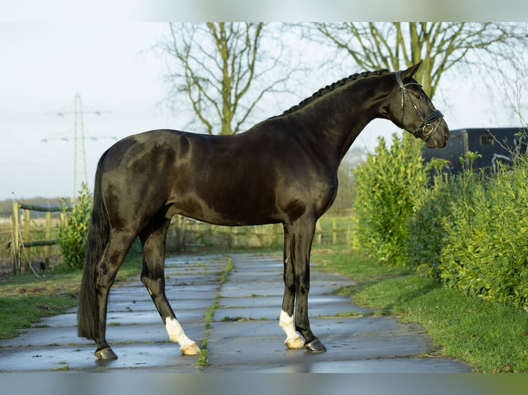 Oldenburg Gelding 4 years 17 hh Black in Weert