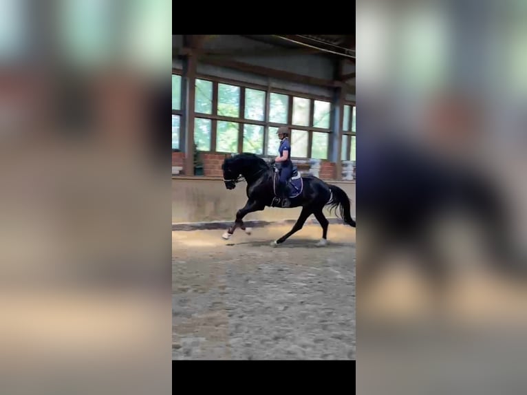 Oldenburg Gelding 4 years 17 hh Black in Wiesbaden