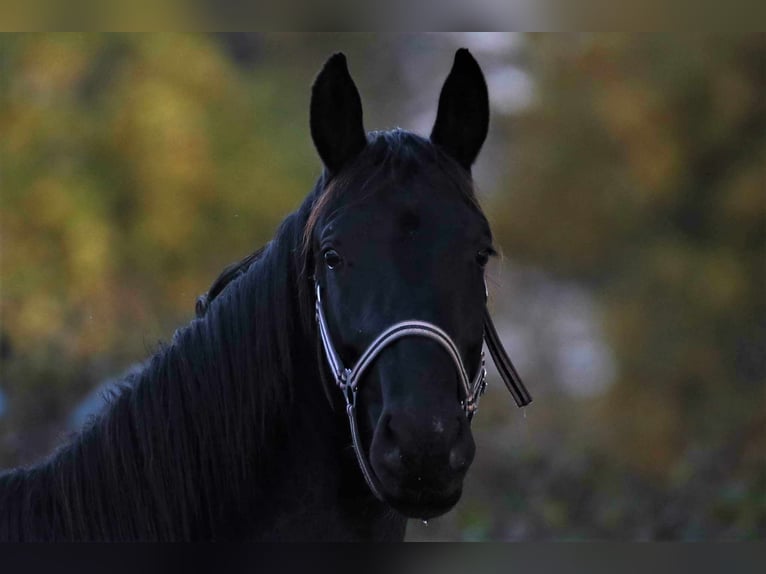 Oldenburg Gelding 4 years 17 hh Black in Wiesbaden