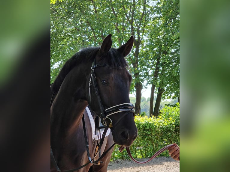 Oldenburg Gelding 4 years 17 hh Black in Wiesbaden