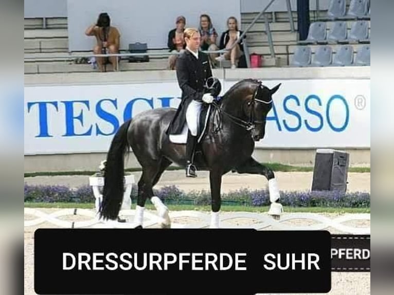 Oldenburg Gelding 4 years 17 hh Black in Wiesbaden