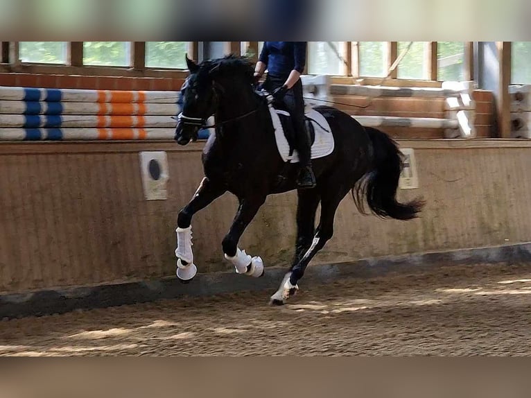 Oldenburg Gelding 4 years 17 hh Black in Wiesbaden