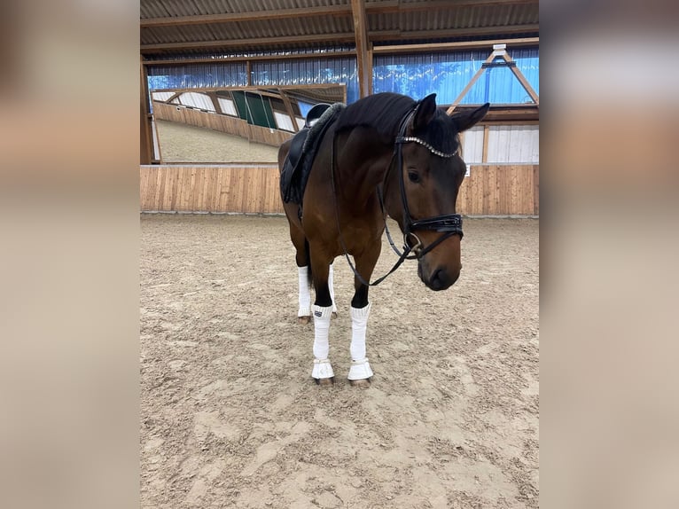 Oldenburg Gelding 4 years 17 hh Brown in GuxhagenGuxhagen