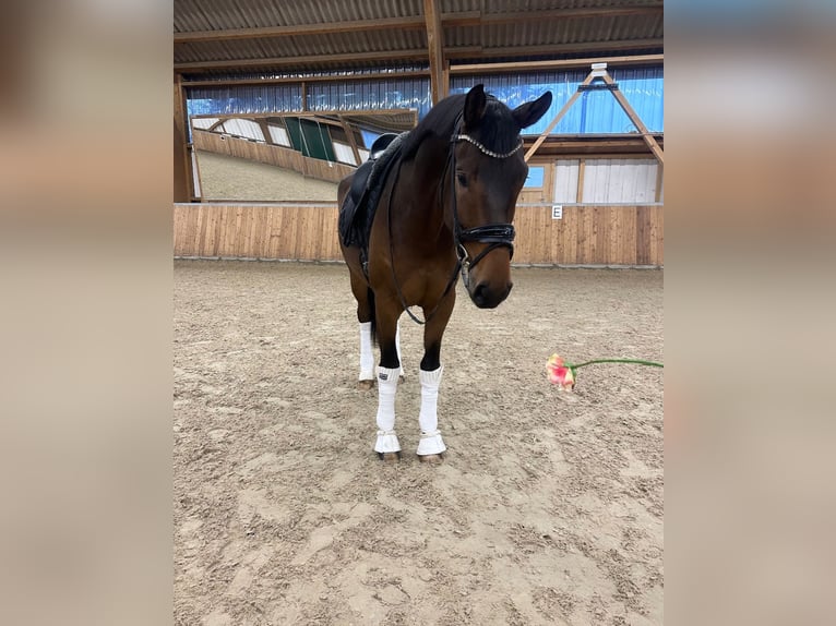 Oldenburg Gelding 4 years 17 hh Brown in GuxhagenGuxhagen