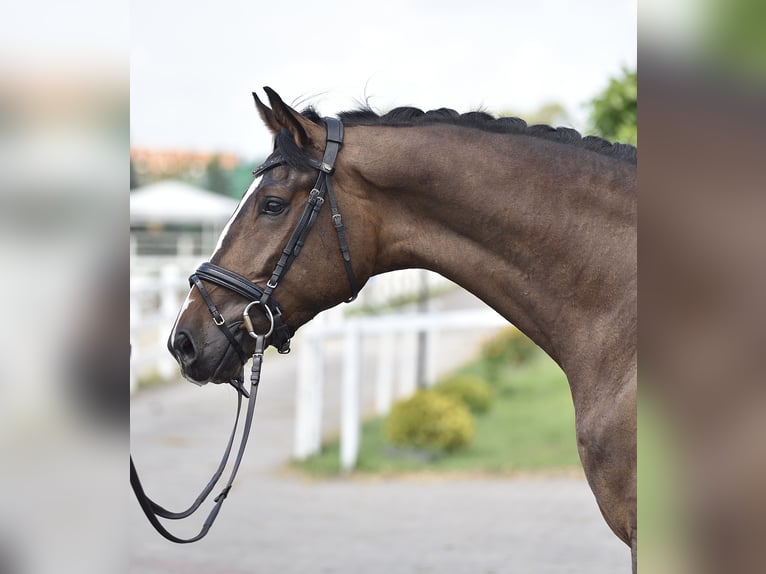 Oldenburg Gelding 4 years 17 hh Brown in Radzionków