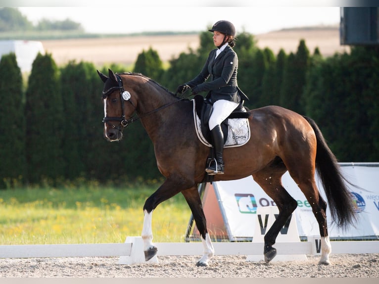 Oldenburg Gelding 4 years 17 hh Brown in Radzionków
