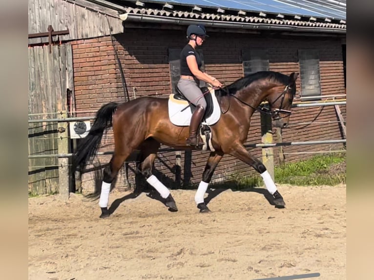 Oldenburg Gelding 4 years 17 hh Brown in Wardenburg