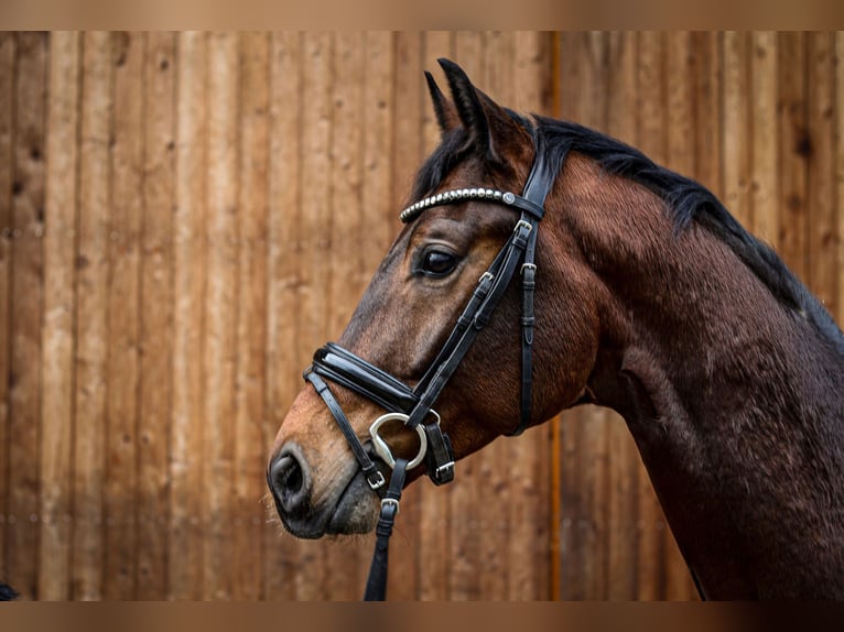 Oldenburg Gelding 4 years 17 hh Brown in Münster