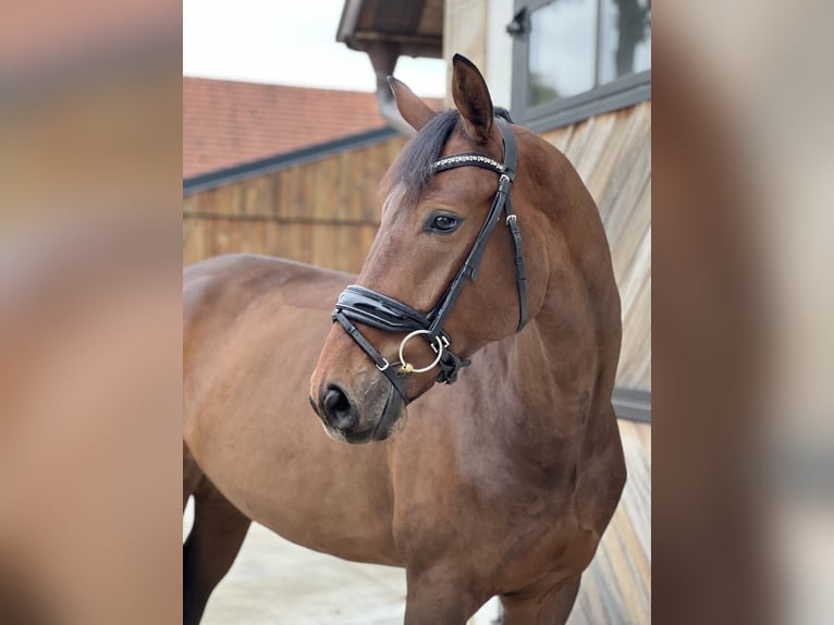 Oldenburg Gelding 4 years 17 hh Brown in Lienen