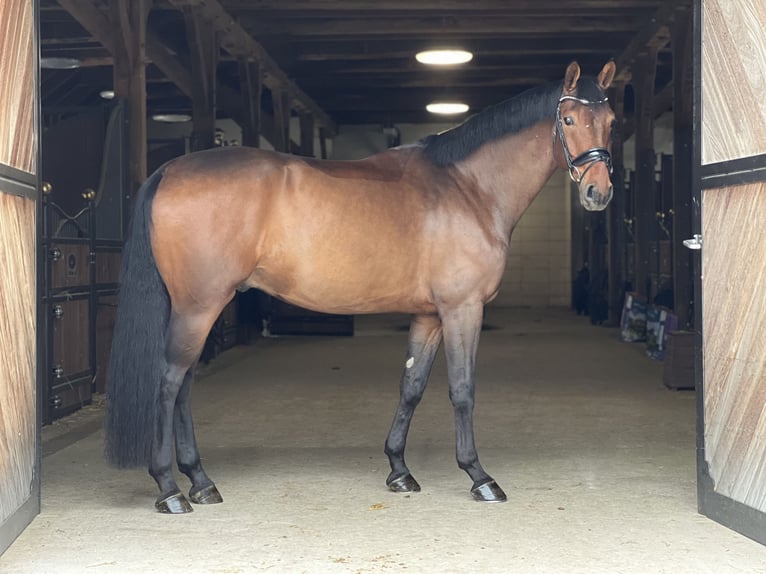 Oldenburg Gelding 4 years 17 hh Brown in Lienen