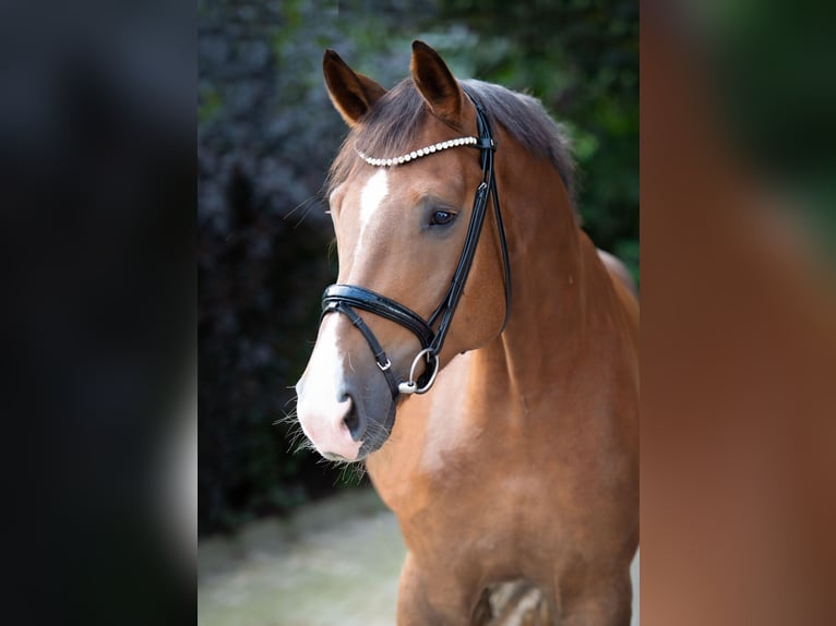 Oldenburg Gelding 4 years 17 hh Chestnut in Ankum