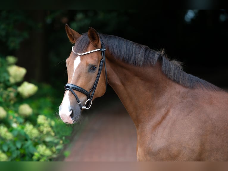 Oldenburg Gelding 4 years 17 hh Chestnut in Ankum