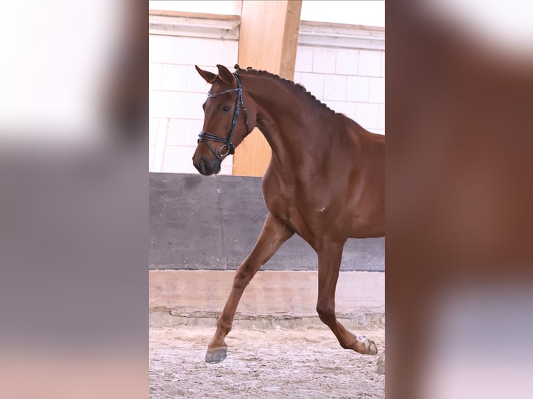 Oldenburg Gelding 4 years 17 hh Chestnut in Brieselang