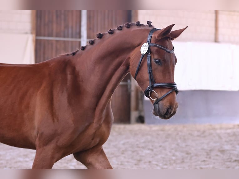 Oldenburg Gelding 4 years 17 hh Chestnut in Brieselang