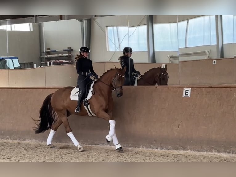 Oldenburg Gelding 4 years 17 hh Chestnut in Ampfing