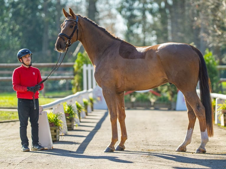 Oldenburg Gelding 4 years 17 hh Chestnut in Münster-Handorf
