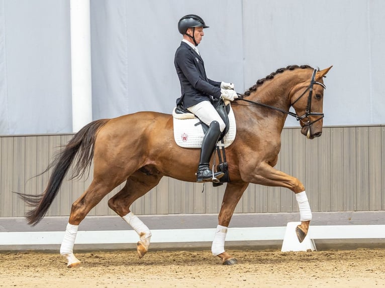 Oldenburg Gelding 4 years 17 hh Chestnut in Münster-Handorf