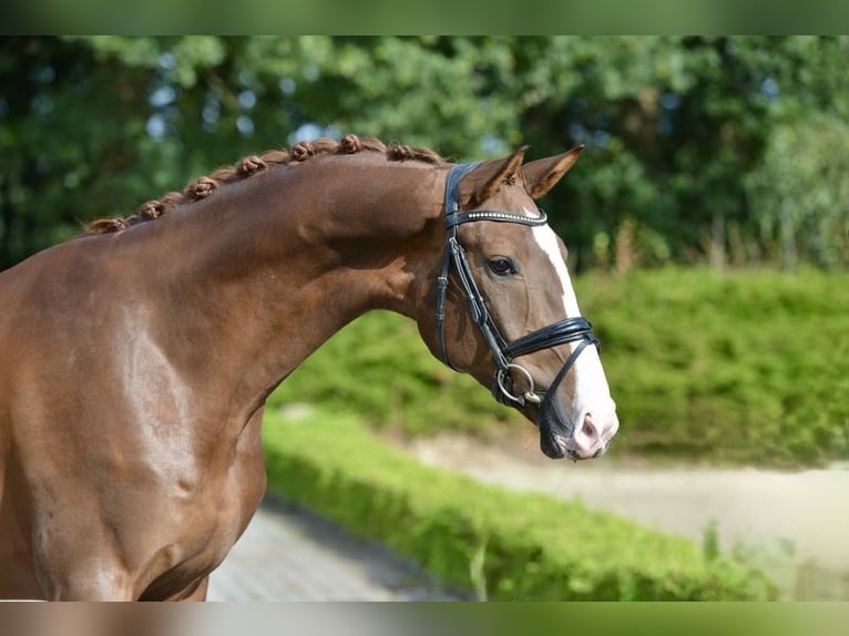 Oldenburg Gelding 4 years 17 hh Chestnut in Visbek