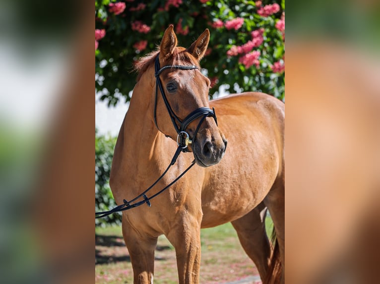 Oldenburg Gelding 4 years 17 hh Chestnut-Red in Salzkotten