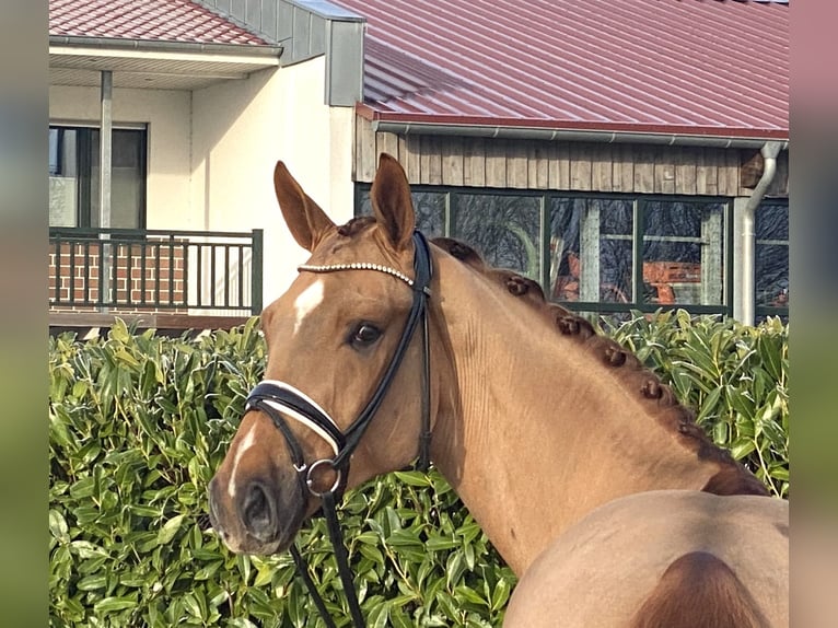 Oldenburg Gelding 4 years 17 hh Chestnut-Red in visbek